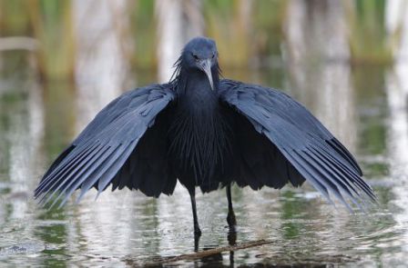 BLACK HERON at the Rift Valley Lake of Ziway, South Ethiopia