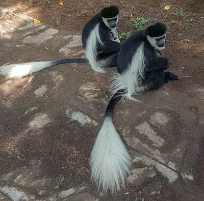 Colobus Monkeys at Awassa town south of Addis Ababa