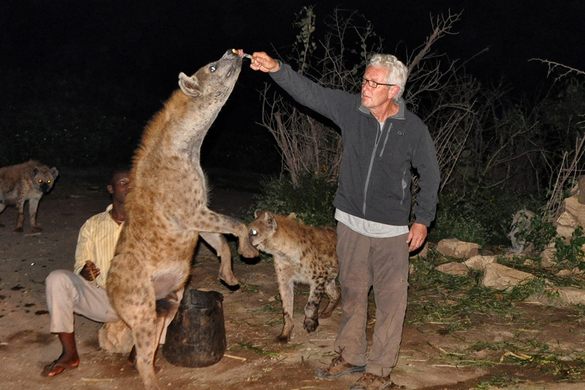 Feeding wild hyenas at Harar Town Eastern Ethiopia