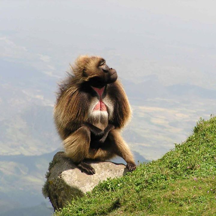 Gelada Baboon near Debre Libanos Monastery