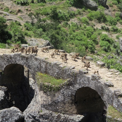 Gelada baboons crossing the Portuguese Bridge