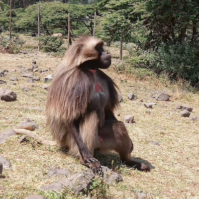 See Gelada Baboons in one day tour from Addis Ababa Gelada-Baboon-around-Debre-Libanos-Day-Trip-from-Addis-Ababa.jpg