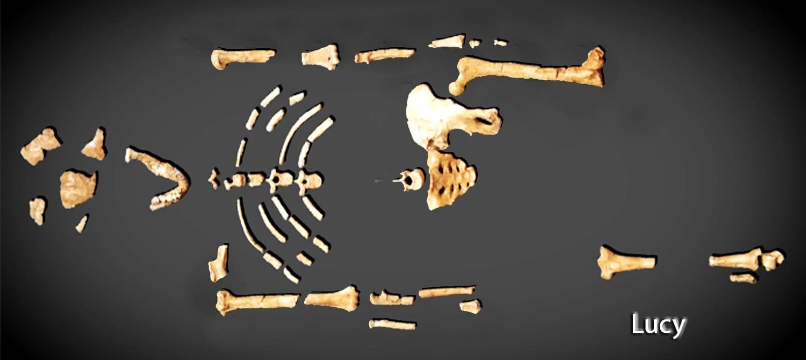 Visit lucy on walking tour to Addis Ababa