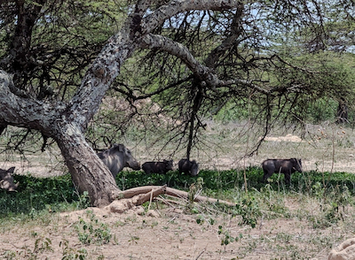Warthogs at Abijatta-Shalla National Park: Rift Valley Lakes Tour See Warthogs at Abijatta Shalla National Park, a highlight of our 2-day Rift Valley Lakes tour from Addis Ababa